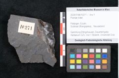 Foto (Objekt + Etikett) von Plantae indet.  (NHMW-GEO-2024-0188-10271)